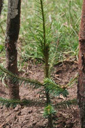 Abies guatemalensis