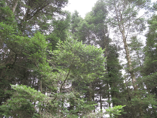 Abies guatemalensis