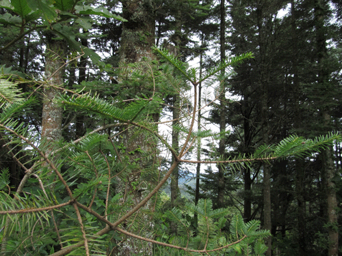 Abies guatemalensis