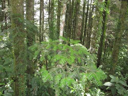Abies guatemalensis