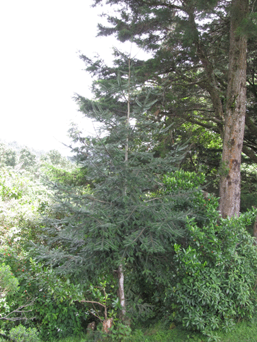 Abies guatemalensis