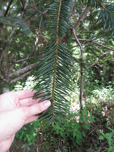 Abies guatemalensis