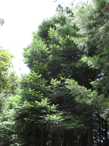 Abies guatemalensis
