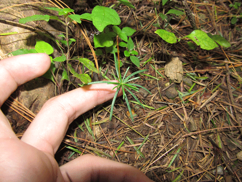 Abies guatemalensis