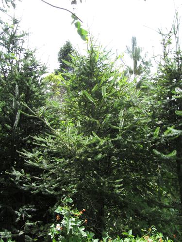 Abies guatemalensis