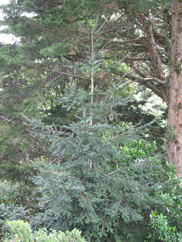 Abies guatemalensis