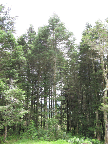 Abies guatemalensis