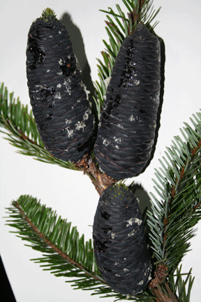 Abies guatemalensis
