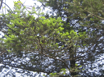Abies guatemalensis