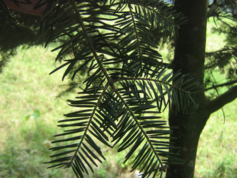 Abies guatemalensis