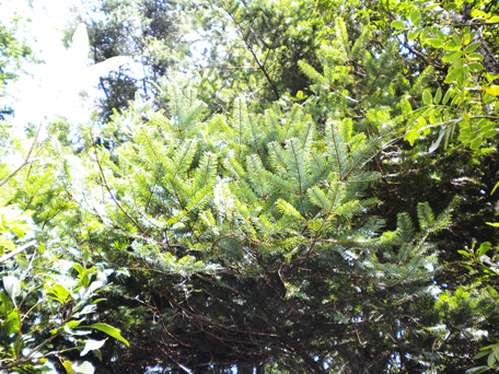 Abies guatemalensis