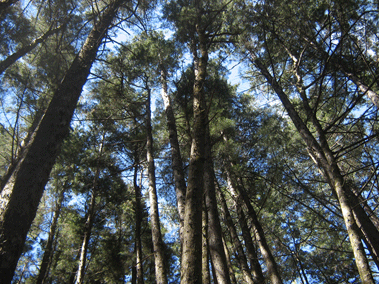 Cupressus lusitanica