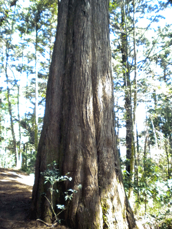 Cupressus lusitanica