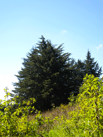 Cupressus lusitanica