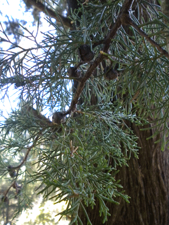 Cupressus lusitanica