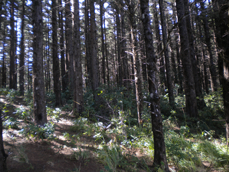 Cupressus lusitanica