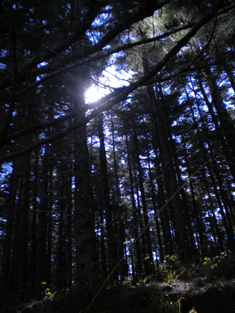 Cupressus lusitanica