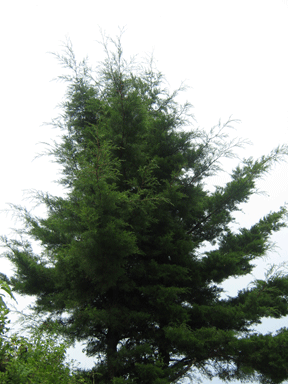 Cupressus lusitanica