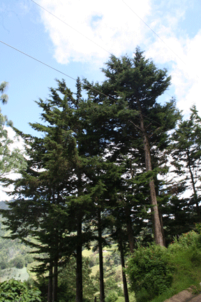 Cupressus lusitanica