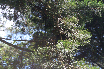 Cupressus lusitanica