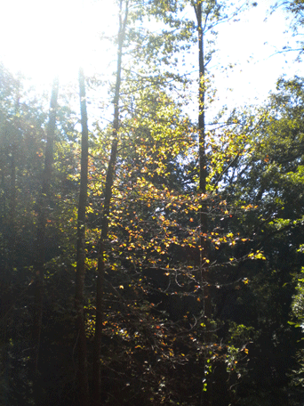 Liquidambar styraciflua