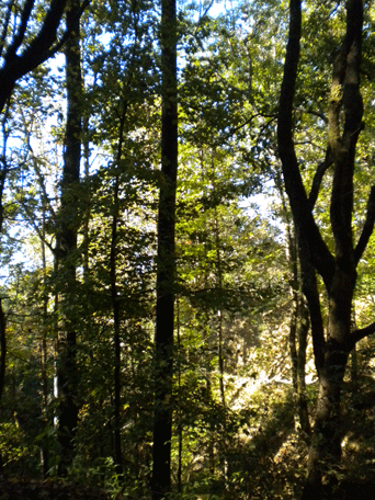 Liquidambar styraciflua