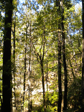 Liquidambar styraciflua