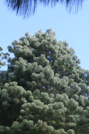 Pinus apulcensis