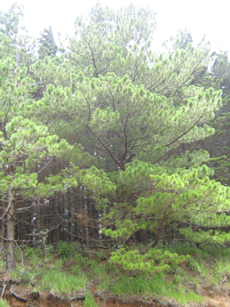 Pinus apulcensis