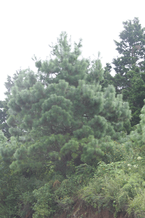 Pinus apulcensis