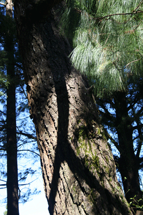 Pinus apulcensis