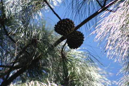 Pinus apulcensis