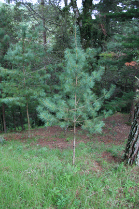 Pinus ayacahuite