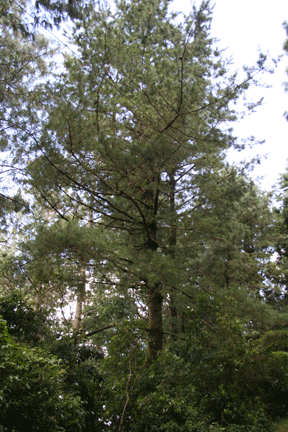 Pinus ayacahuite