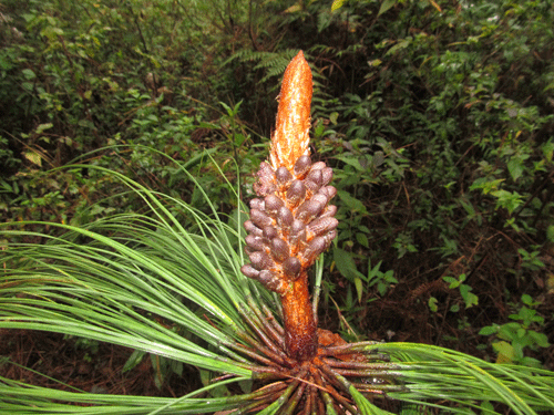 Pinus devoniana