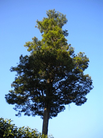 Pinus maximinoi