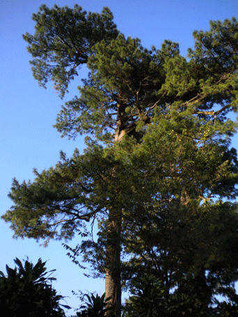 Pinus maximinoi