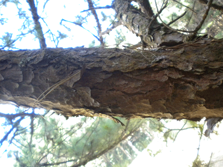 Pinus tecunumanii