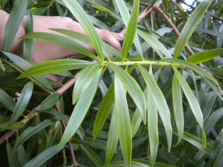 Podocarpus oleifolius