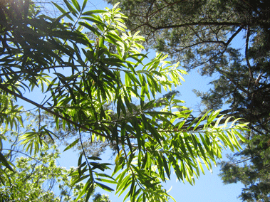 Podocarpus oleifolius