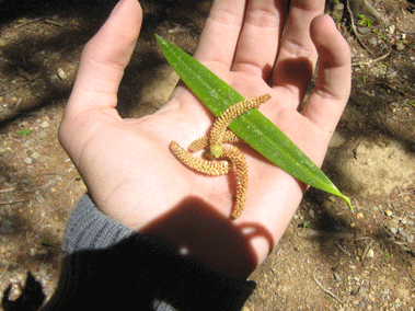 Podocarpus oleifolius