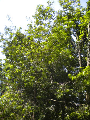 Podocarpus oleifolius