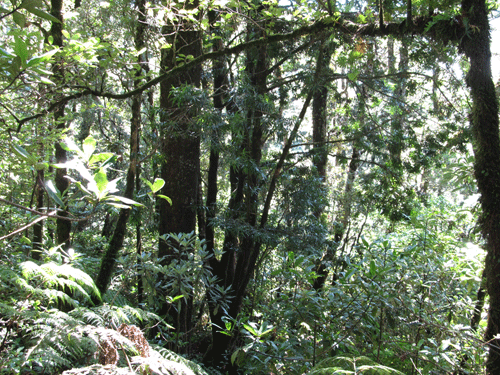Podocarpus oleifolius