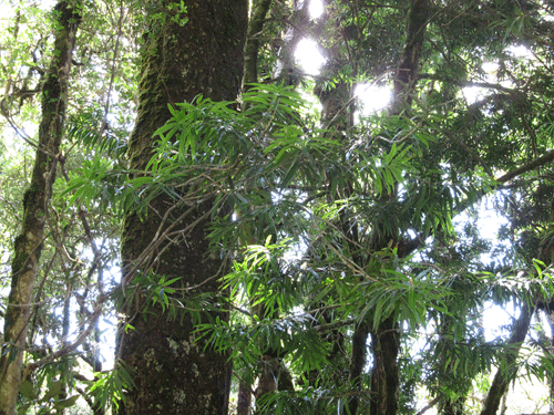 Podocarpus oleifolius