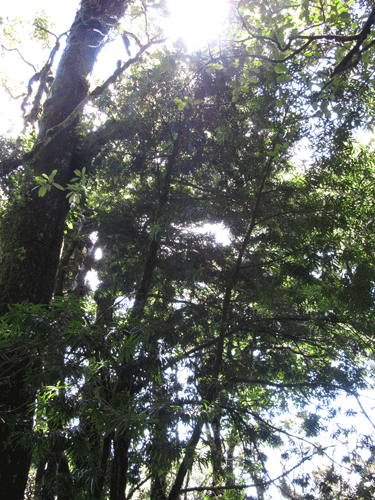 Podocarpus oleifolius