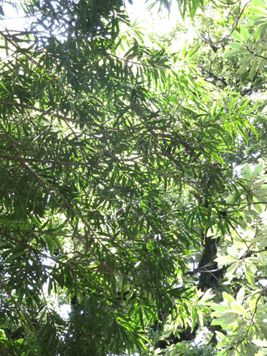 Podocarpus oleifolius