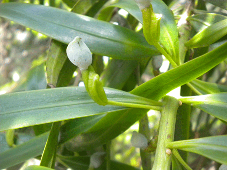 Podocarpus oleifolius
