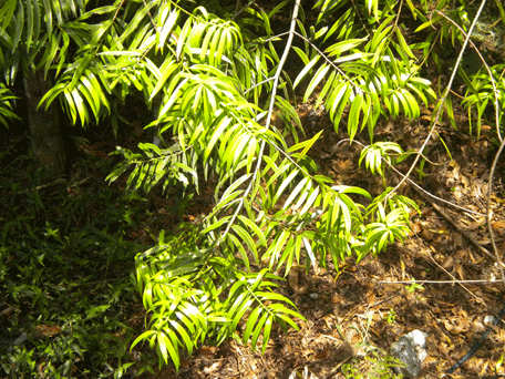 Podocarpus oleifolius