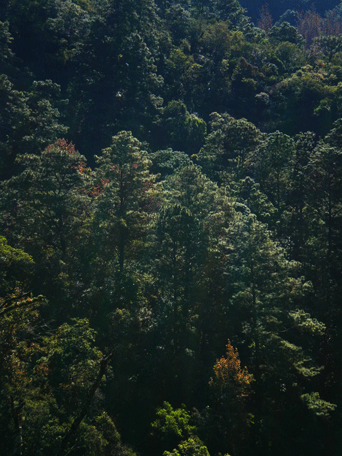 Liquidambar styraciflua