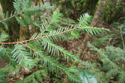 Taxus globosa